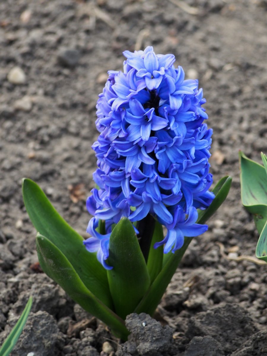 Гиацинт садовый Дельфт Блю - фото 2