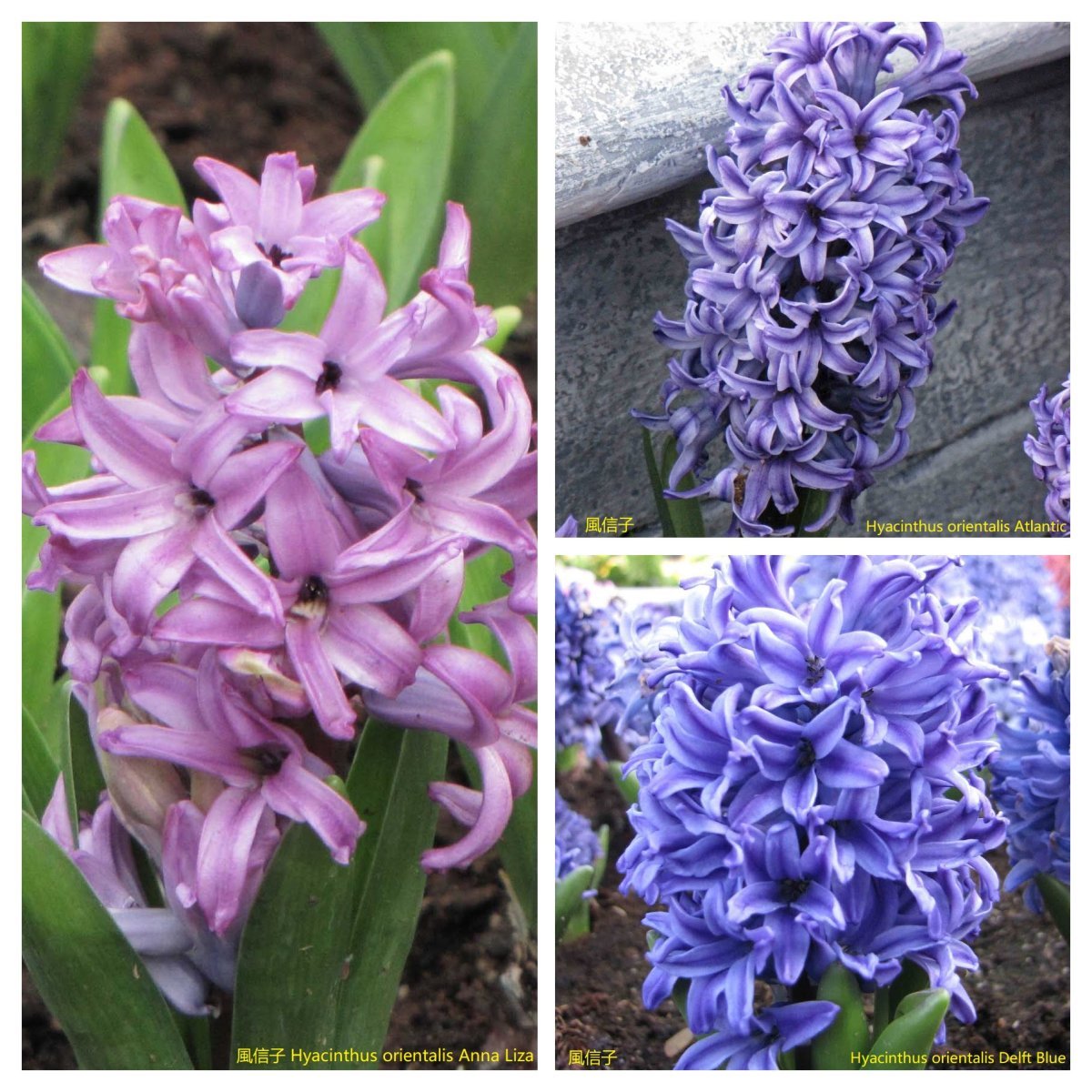 Гиацинт садовый Дельфт Блю - фото 5