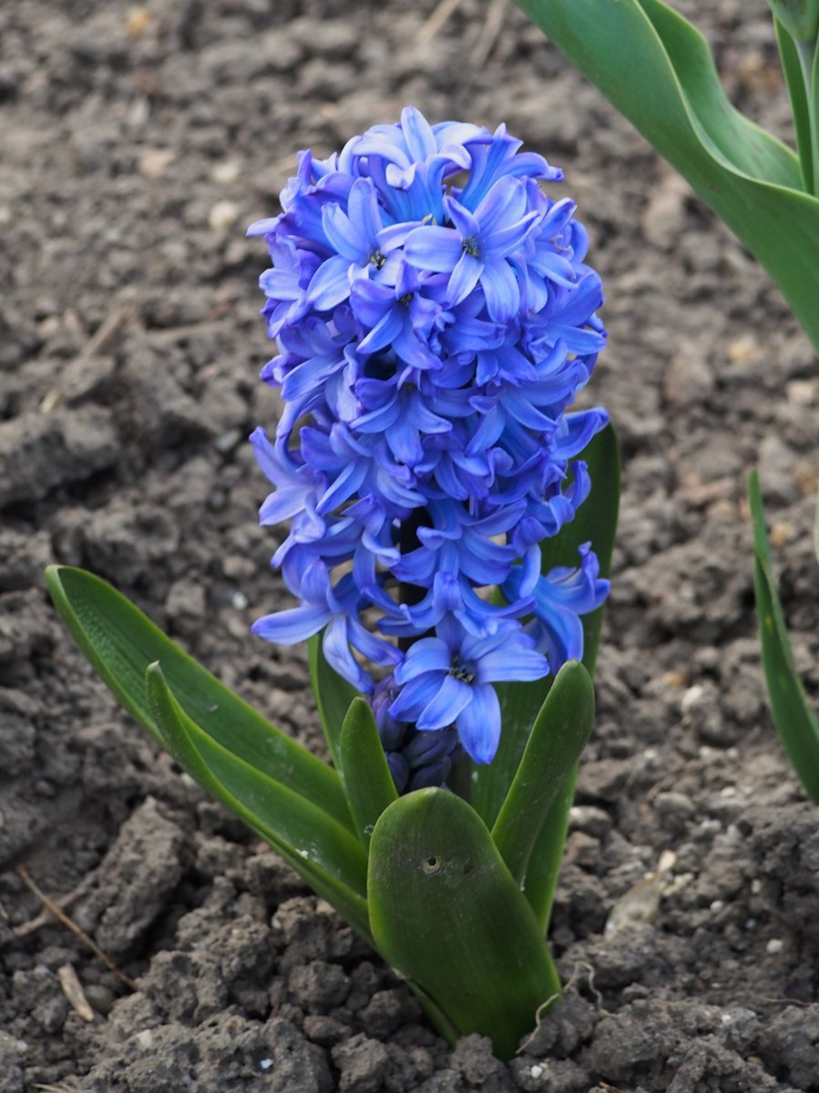 Гиацинт садовый Дельфт Блю - фото 3