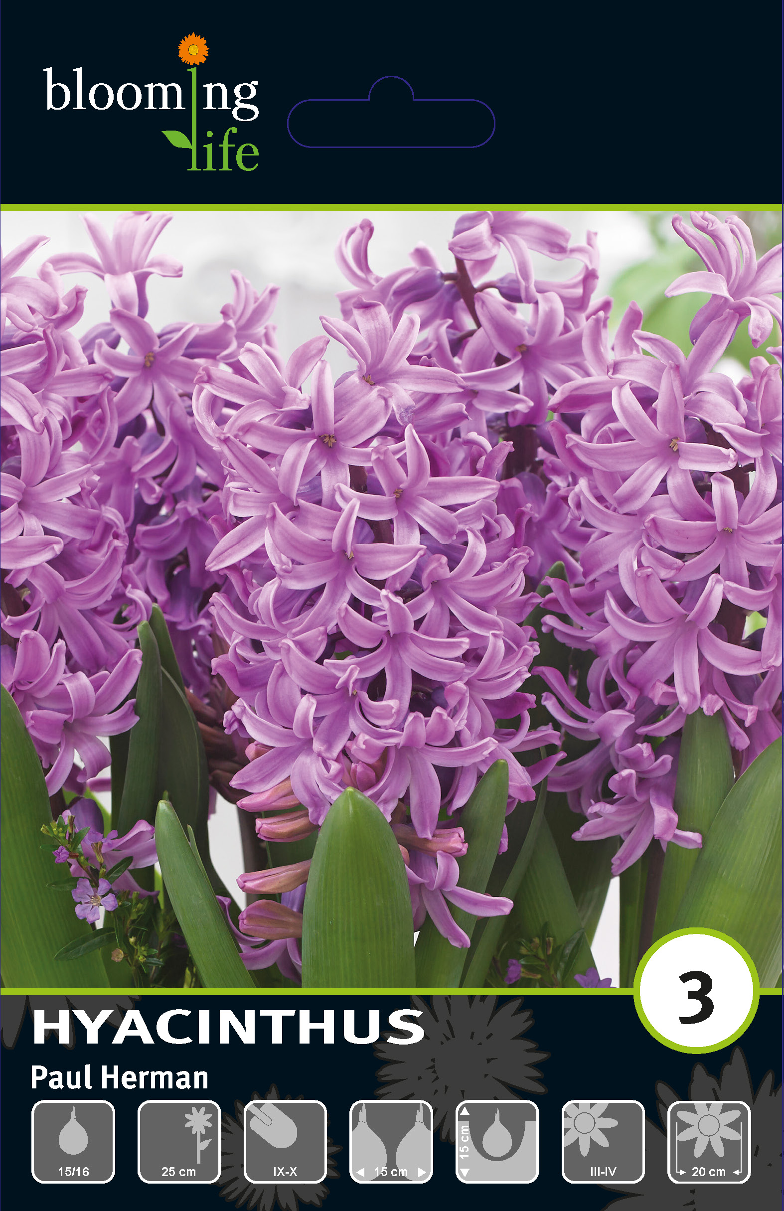 Гиацинт садовый Пол Херман