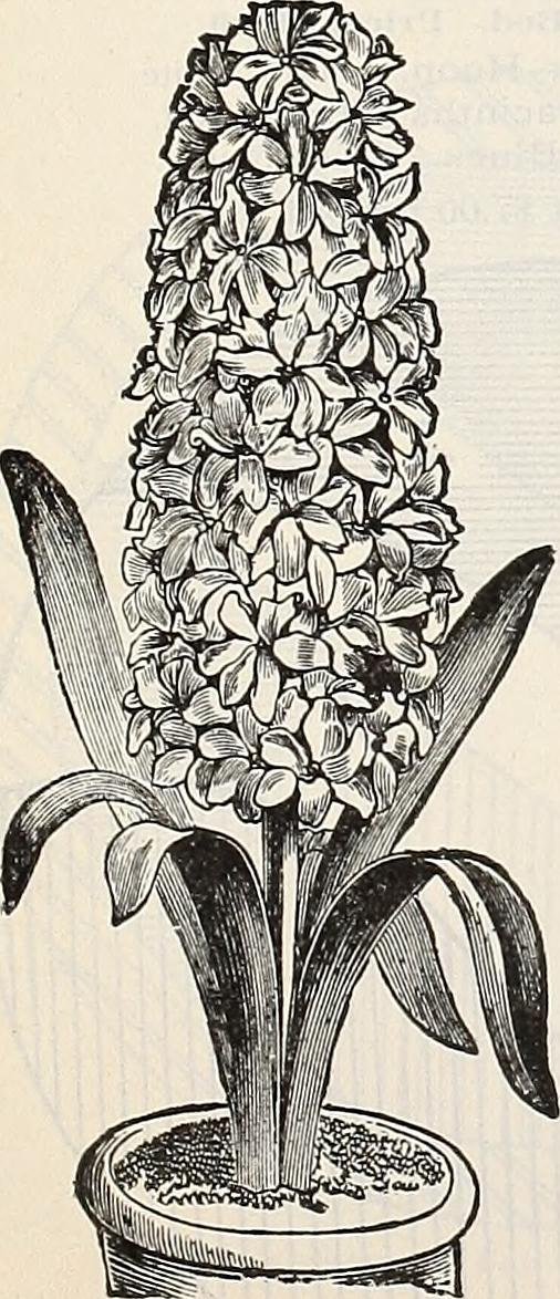 Гиацинт садовый Рембрандт - фото 11