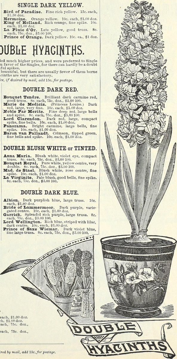 Гиацинт садовый Рембрандт - фото 3