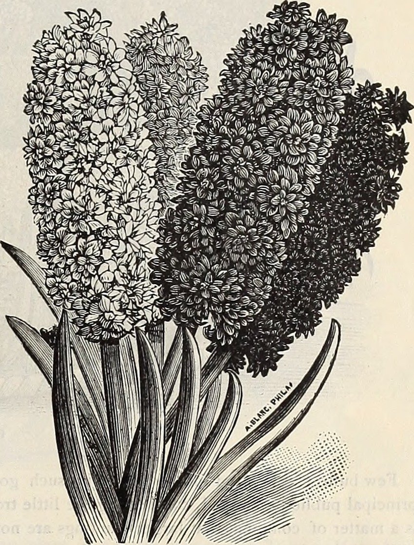 Гиацинт садовый Рембрандт - фото 9