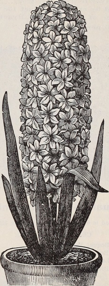 Гиацинт садовый Рембрандт - фото 2