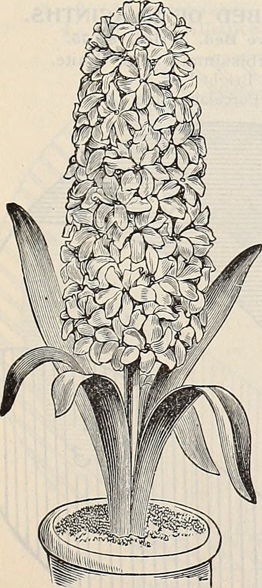 Гиацинт садовый Рембрандт - фото 5