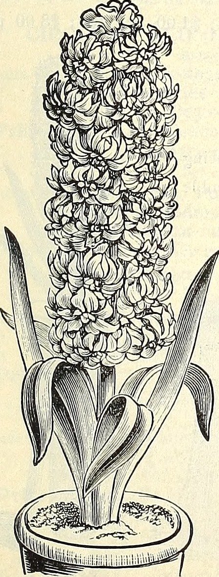 Гиацинт садовый Рембрандт - фото 6