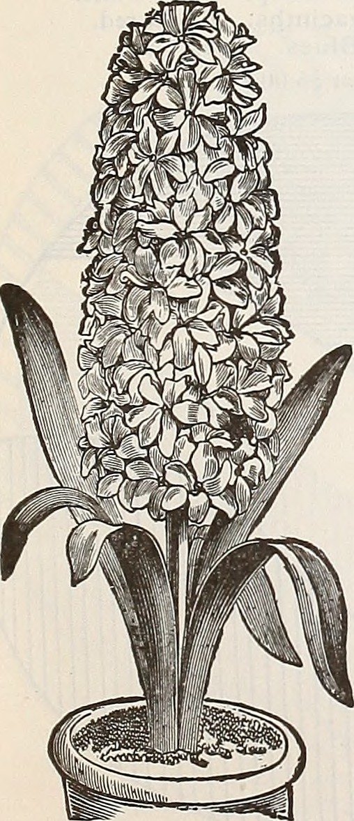 Гиацинт садовый Рембрандт - фото 10