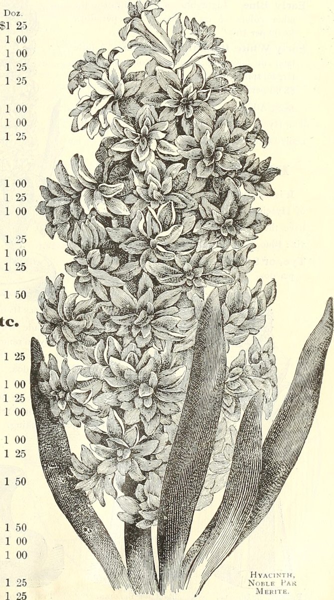 Гиацинт садовый Рембрандт - фото 7