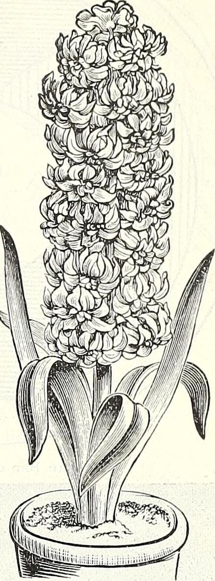 Гиацинт садовый Рембрандт - фото 8