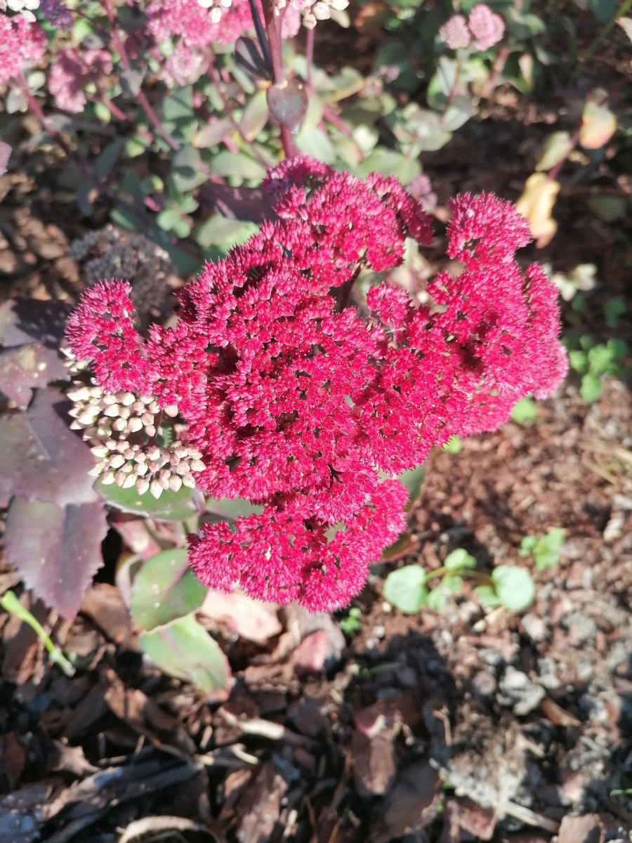 Очиток видный - фото 3