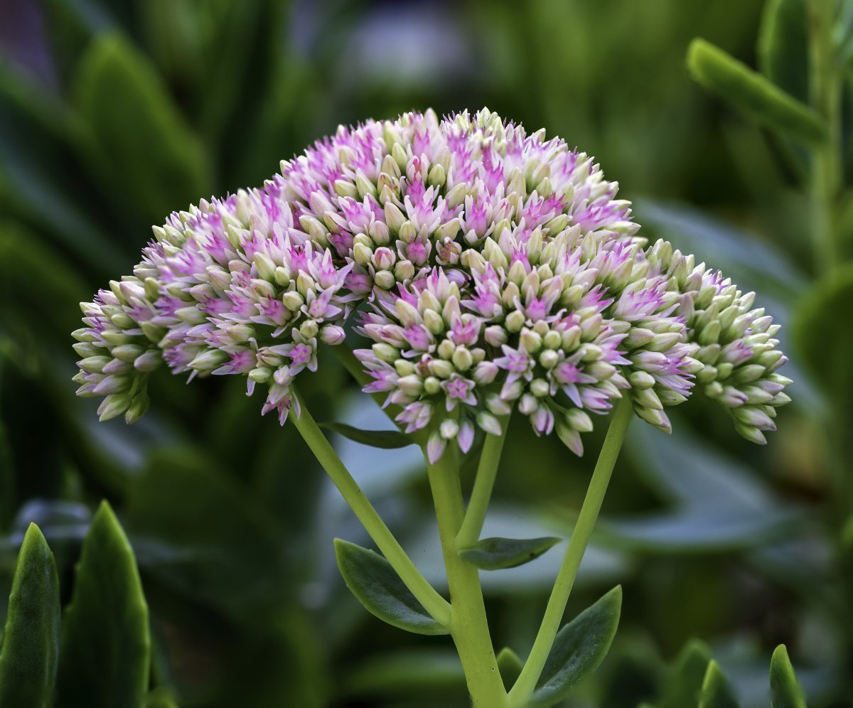 Очиток видный - фото 11