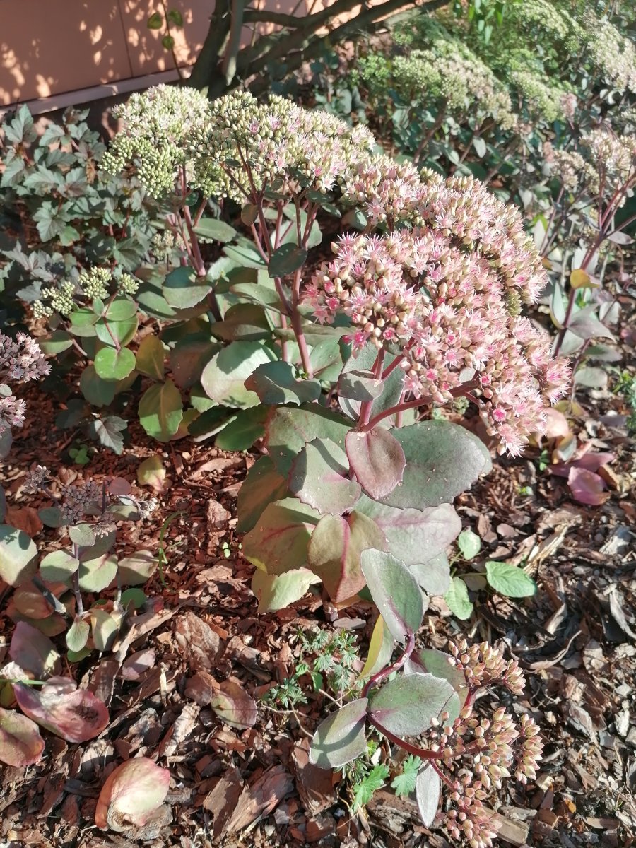 Очиток видный - фото 5