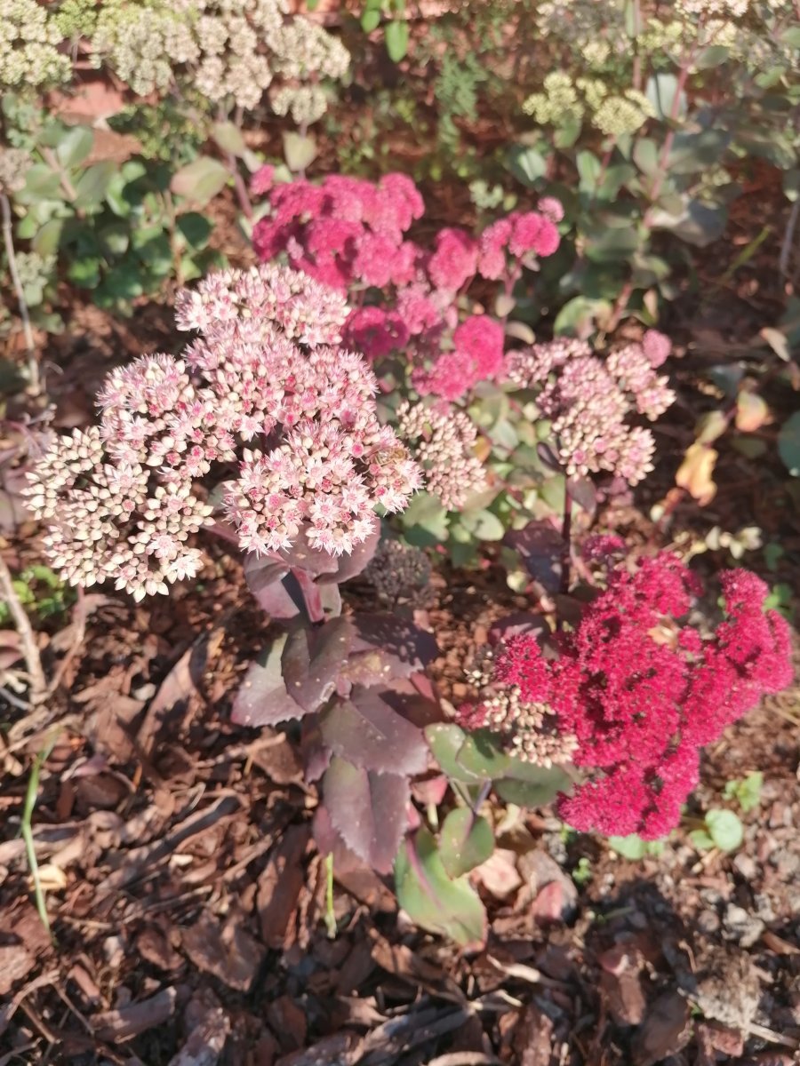 Очиток видный - фото 2