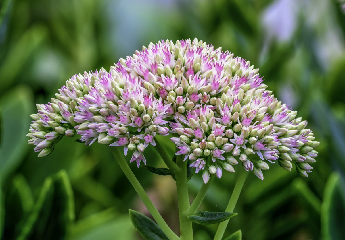 Очиток видный - фото 10