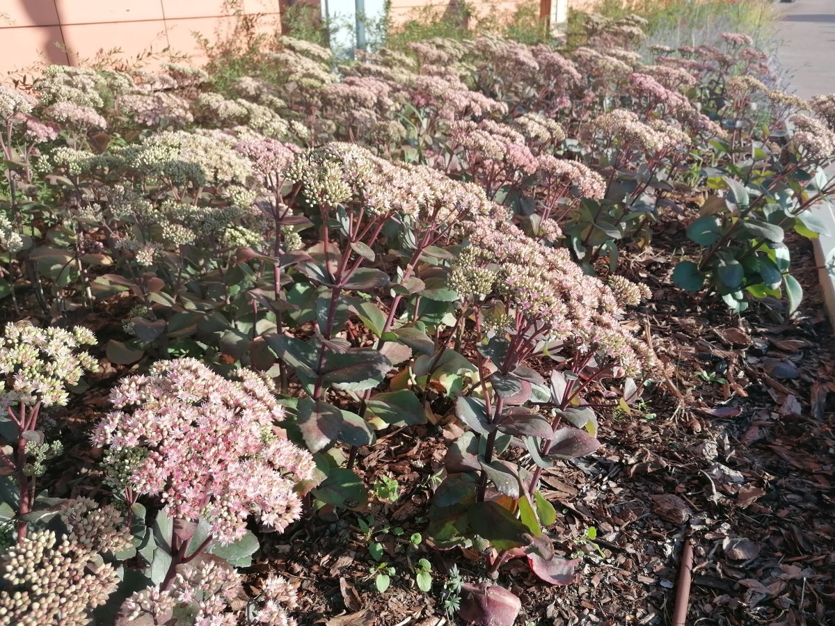 Очиток видный - фото 4