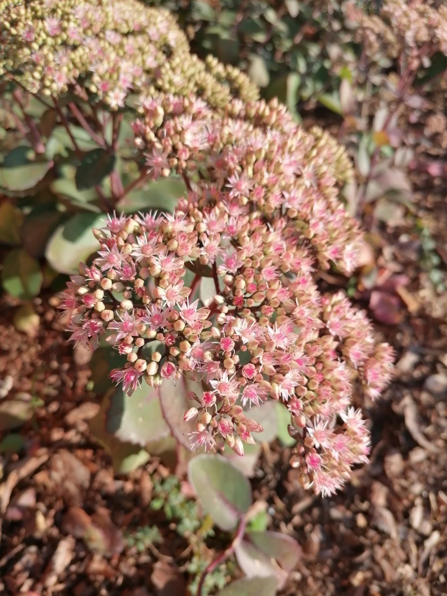 Очиток видный - фото 6