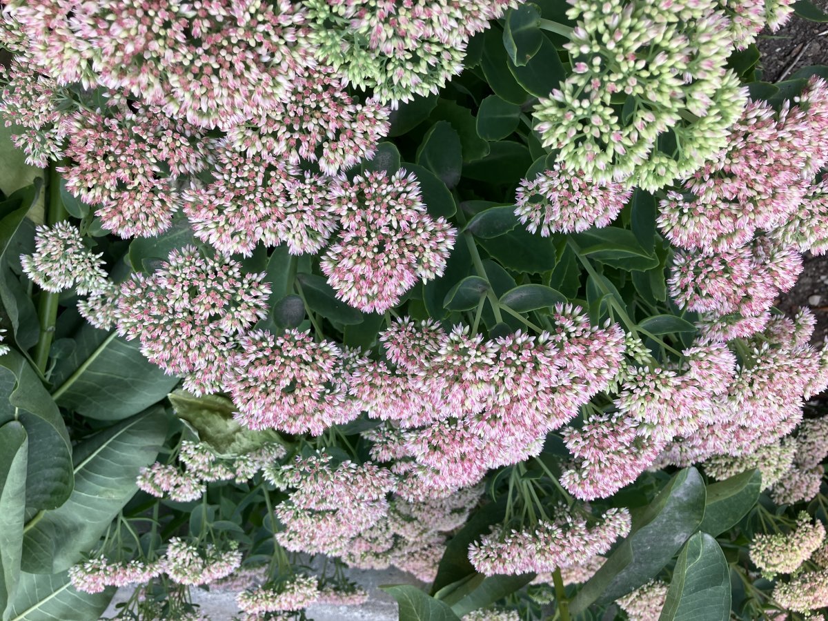 Очиток видный - фото 8