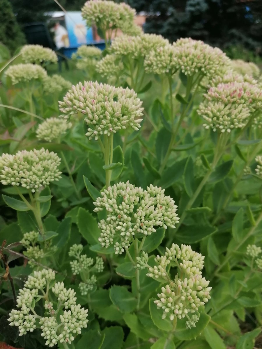 Очиток видный - фото 7