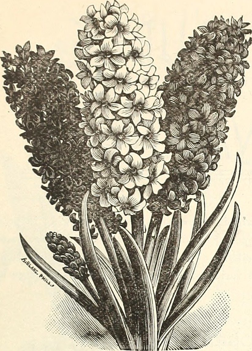 Гиацинт садовый Уайт Перл - фото 5