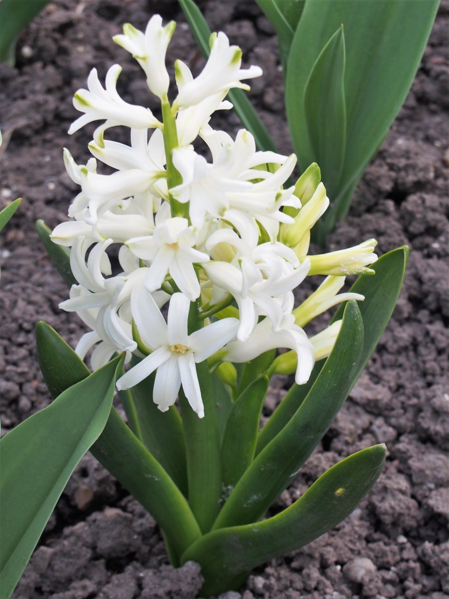 Гиацинт садовый Уайт Перл - фото 10