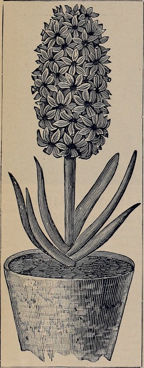 Гиацинт садовый Уайт Перл - фото 2