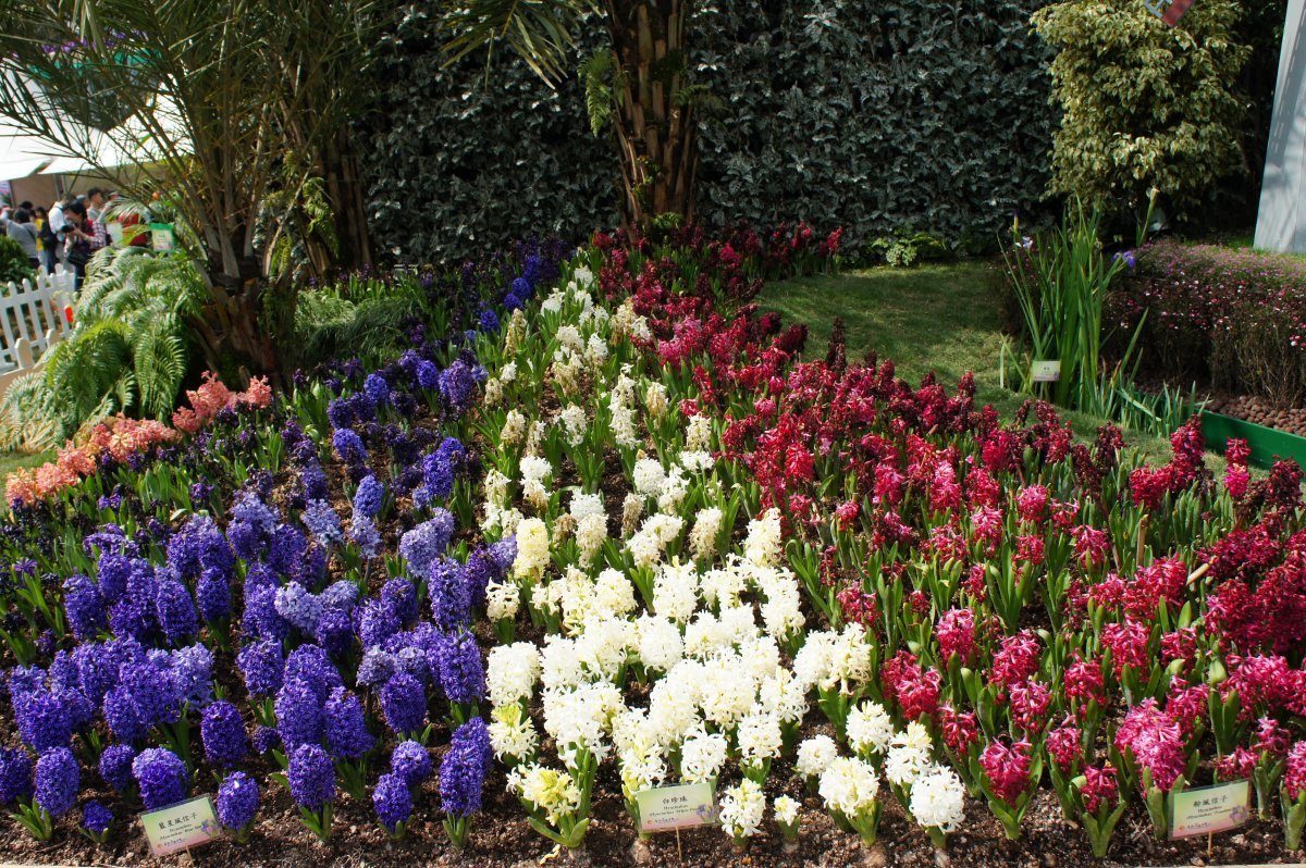 Гиацинт садовый Уайт Перл - фото 8