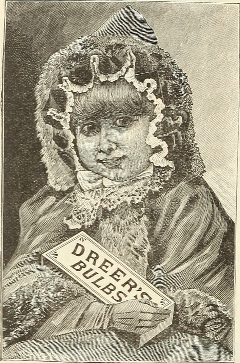 Гиацинт садовый Уайт Перл - фото 4