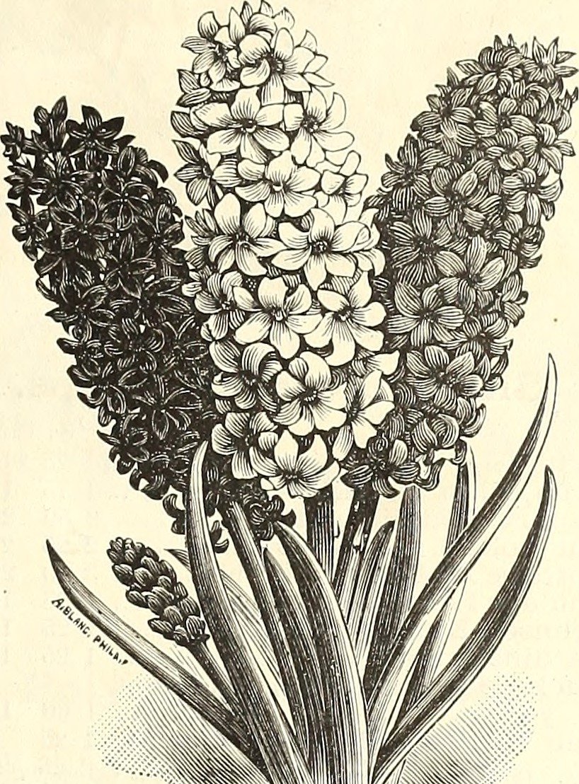 Гиацинт садовый Уайт Перл - фото 6