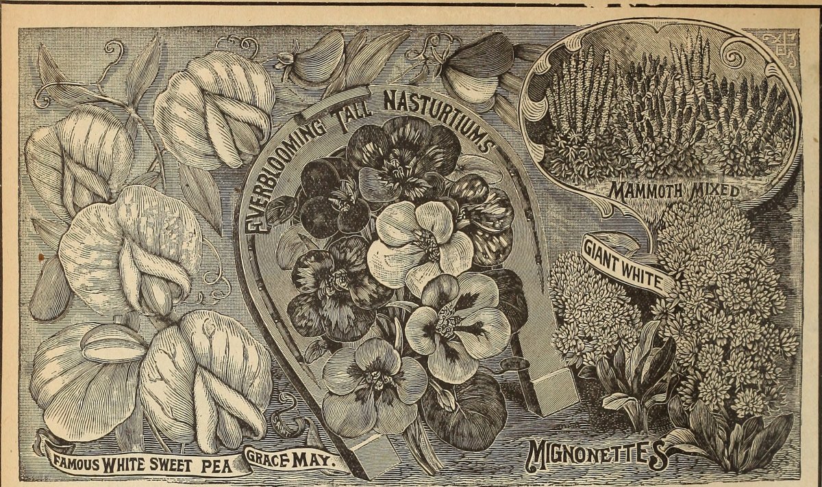 Гиацинт садовый Уайт Перл - фото 3