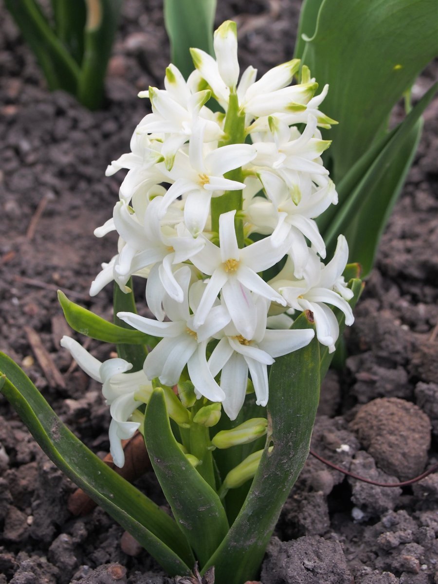 Гиацинт садовый Уайт Перл - фото 11