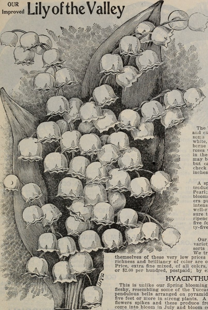 Гиацинт садовый Уайт Перл - фото 7