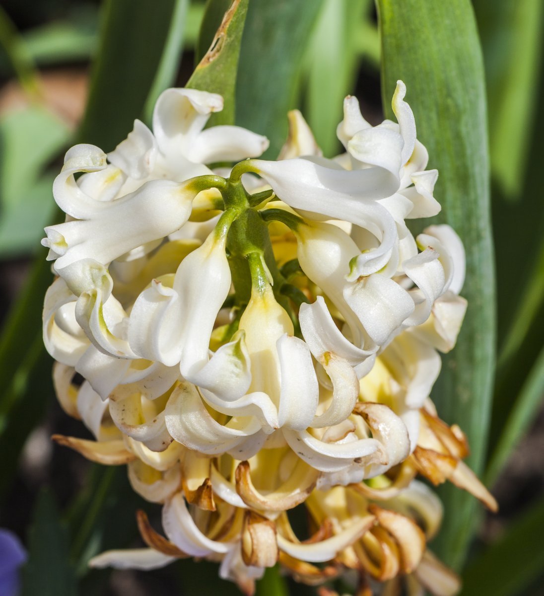 Гиацинт садовый Уайт Перл - фото 9