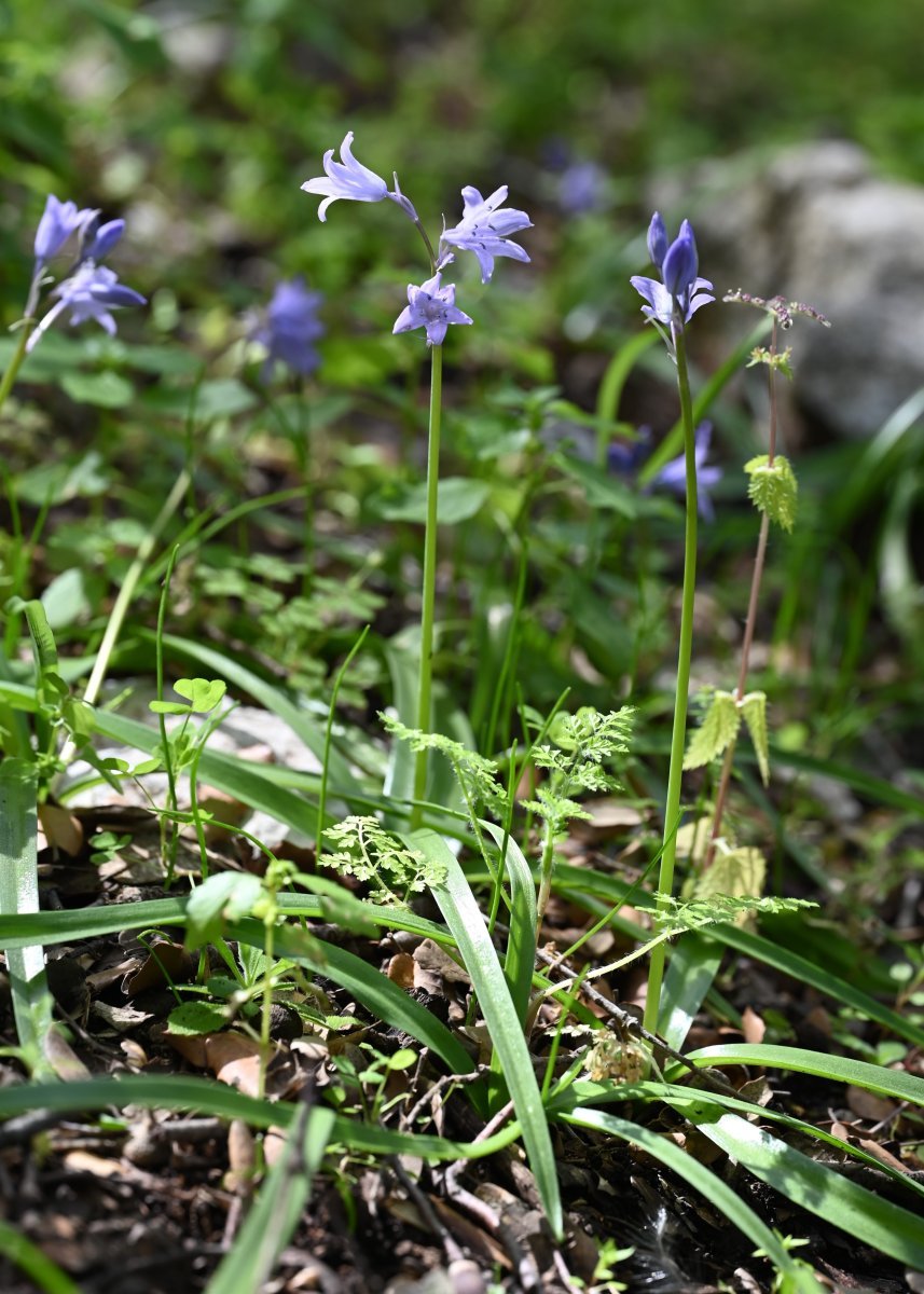 Гиацинтоидес голубой - фото 6