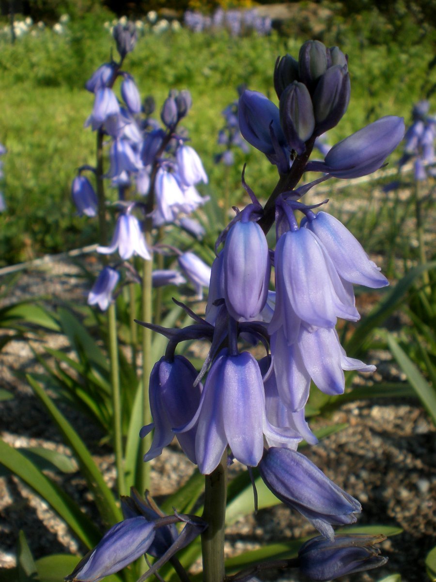 Гиацинтоидес голубой - фото 2