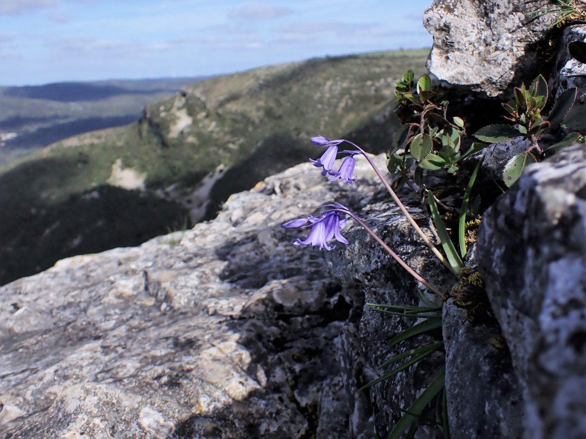 Гиацинтоидес голубой - фото 4