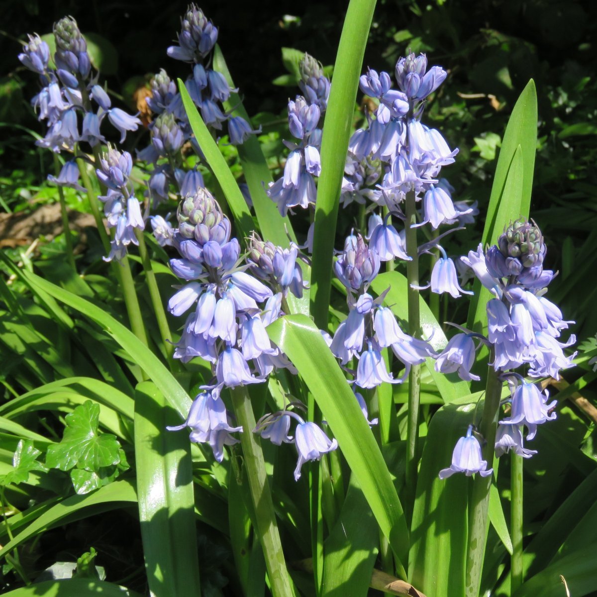 Гиацинтоидес голубой - фото 3