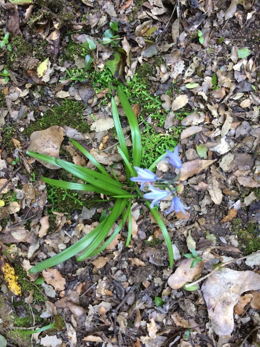 Гиацинтоидес голубой - фото 11