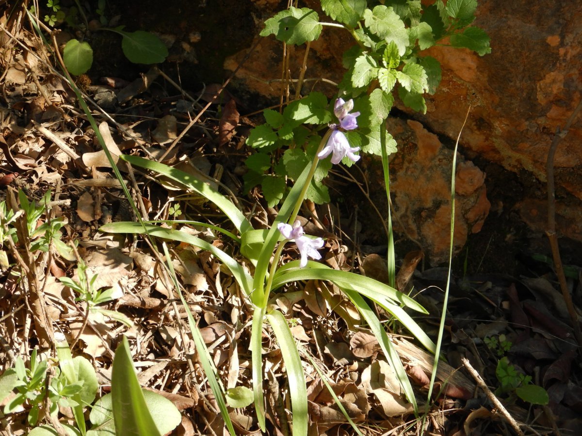 Гиацинтоидес голубой - фото 10