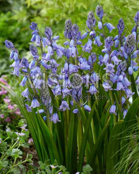 Гиацинтоидес голубой