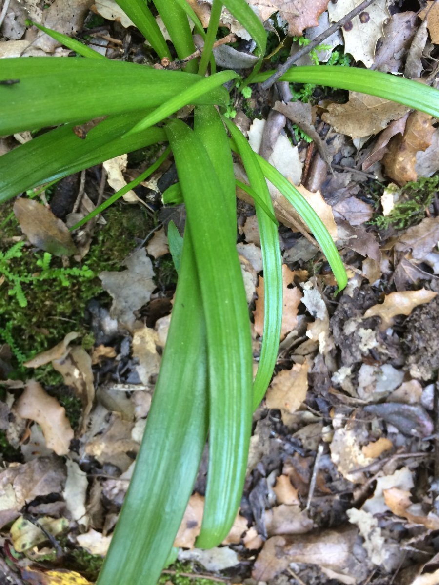 Гиацинтоидес голубой - фото 8