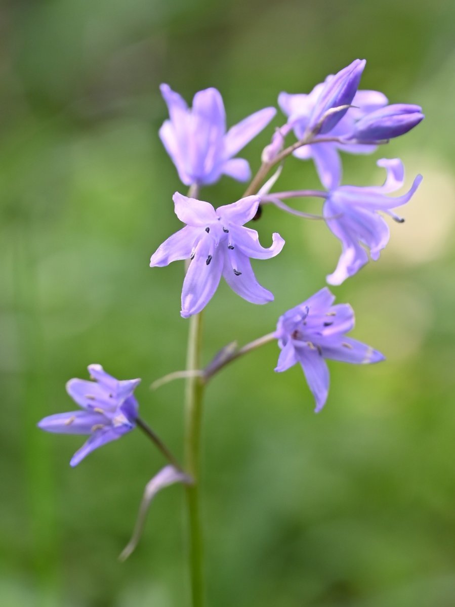 Гиацинтоидес голубой - фото 7