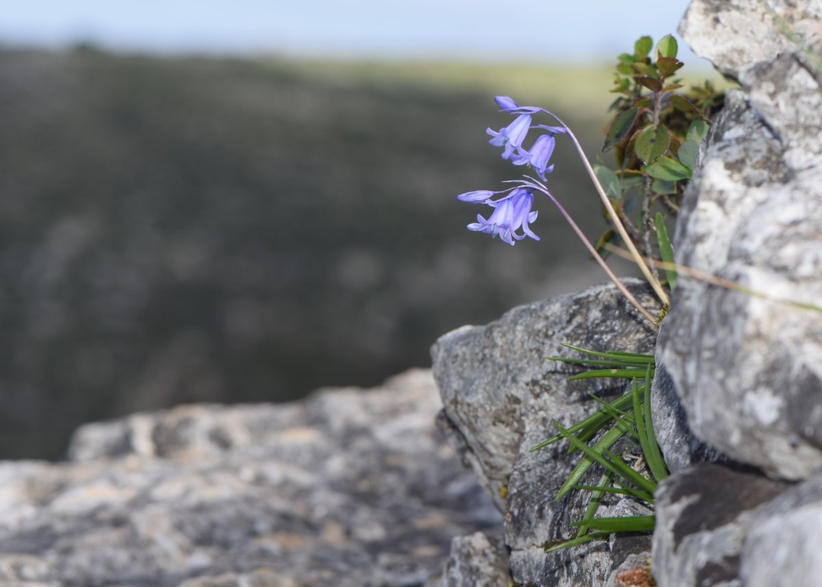 Гиацинтоидес голубой - фото 5