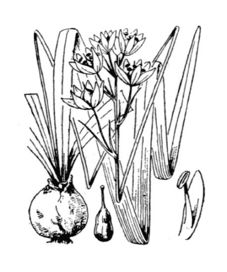 Гиацинтоидес голубой - фото 9