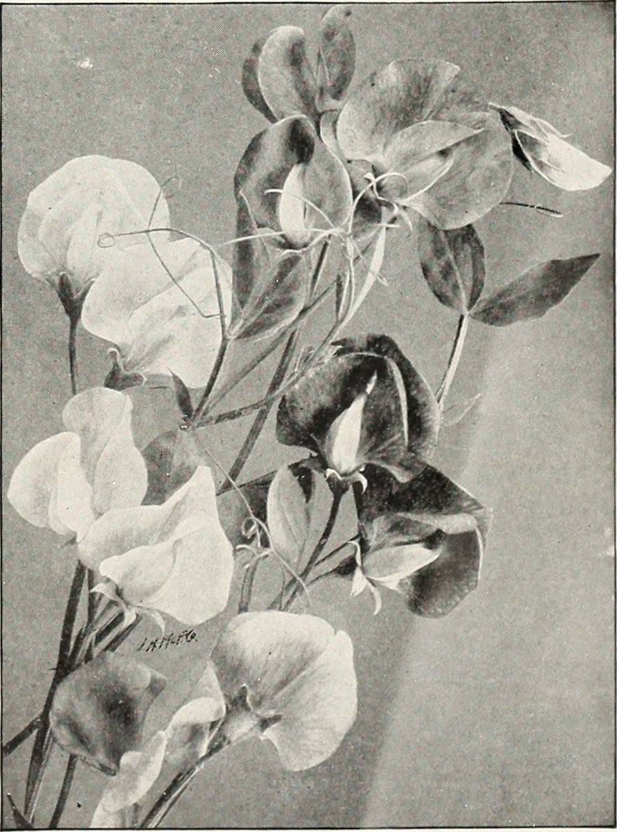 Иксия Венус - фото 2