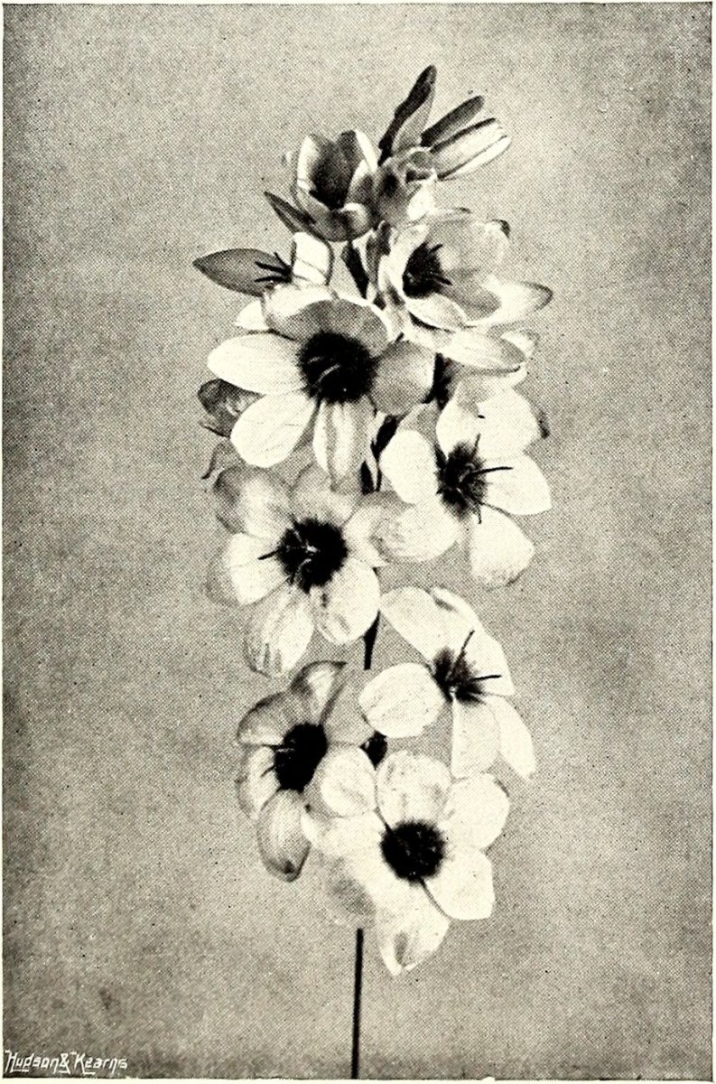 Иксия Венус - фото 3