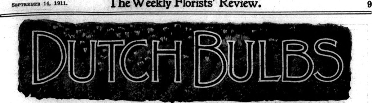 Иксия Йеллоу Имперор - фото 3