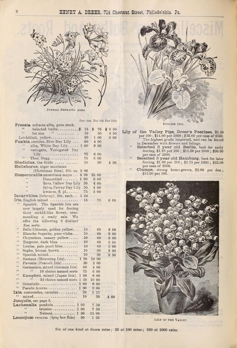 Иксия Йеллоу Имперор - фото 2