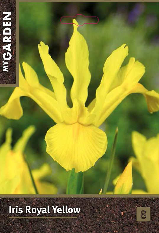 Ирис голландский Роял Йеллоу