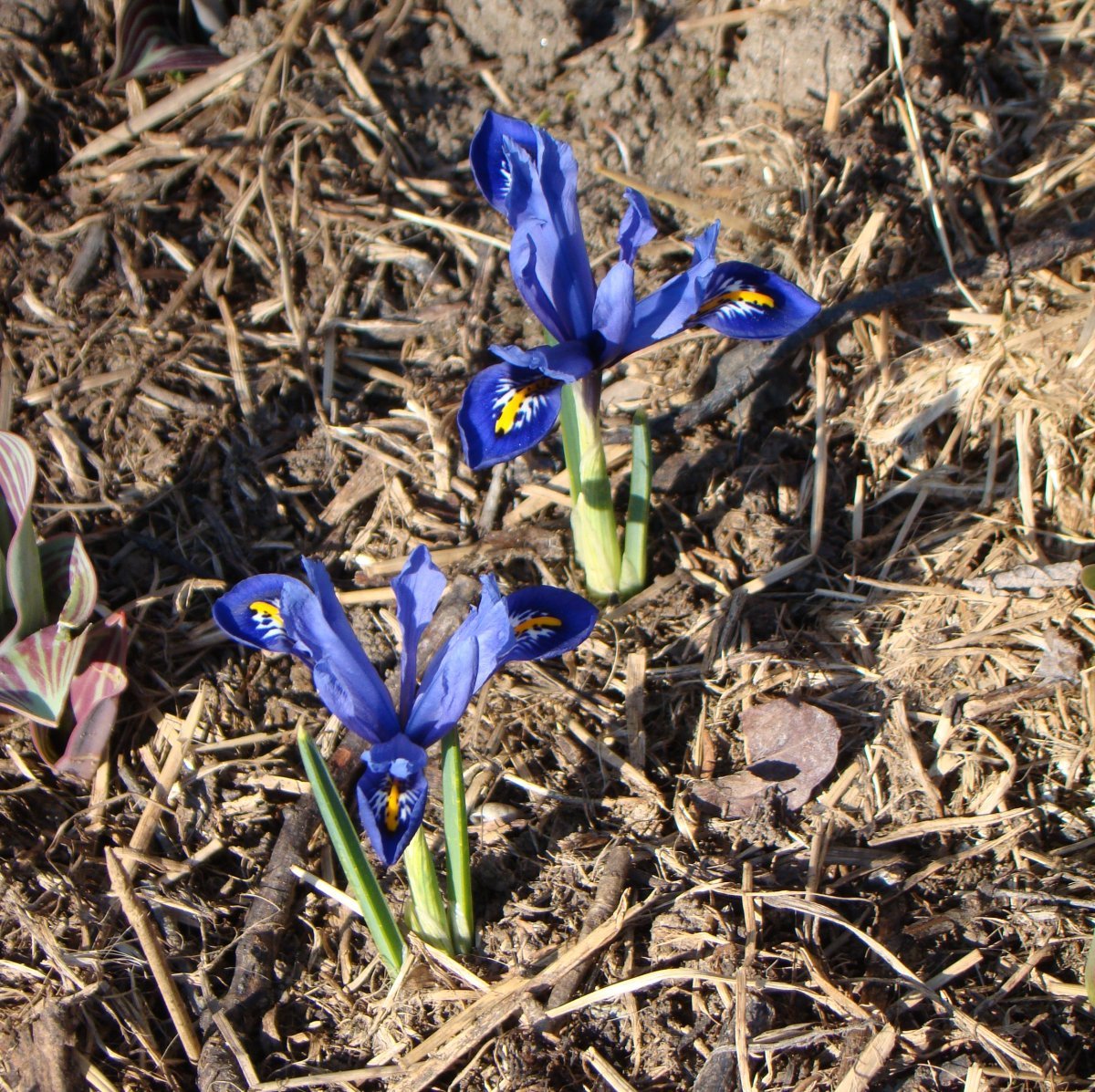 Ирис сетчатый Гармония - фото 7