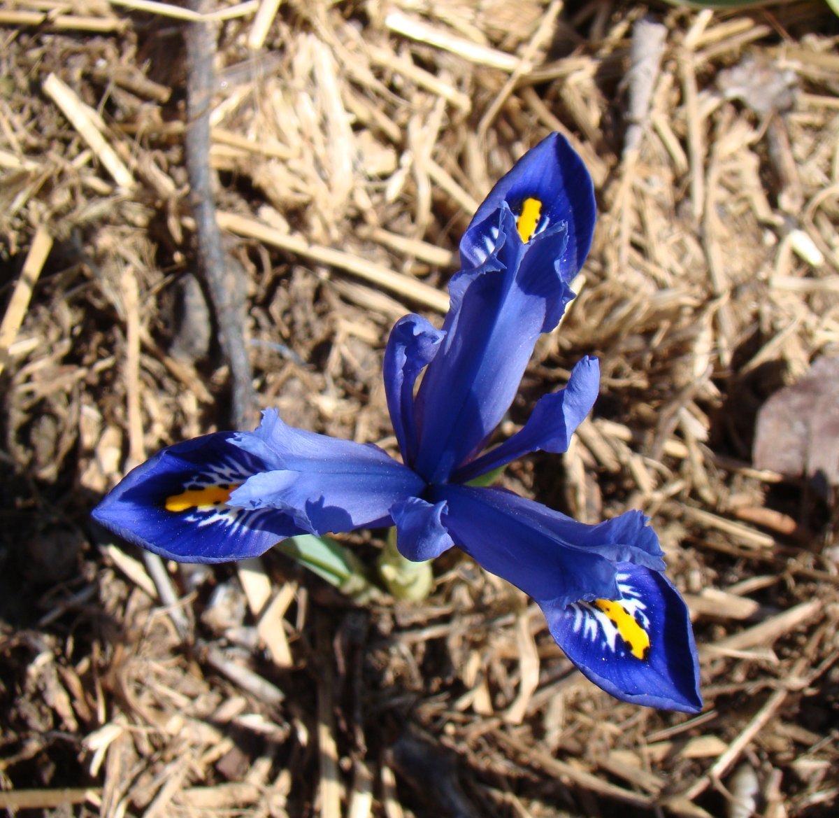 Ирис сетчатый Гармония - фото 6